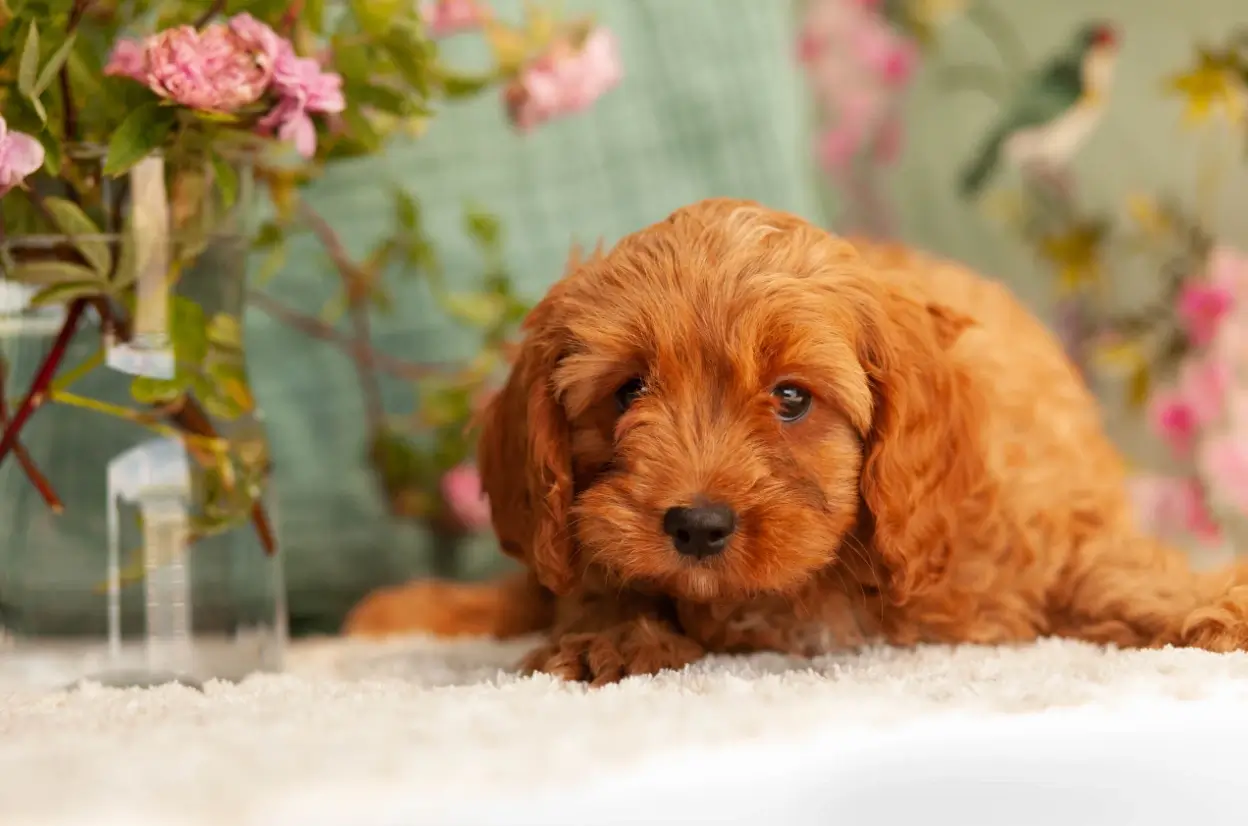 Red Cavapoo