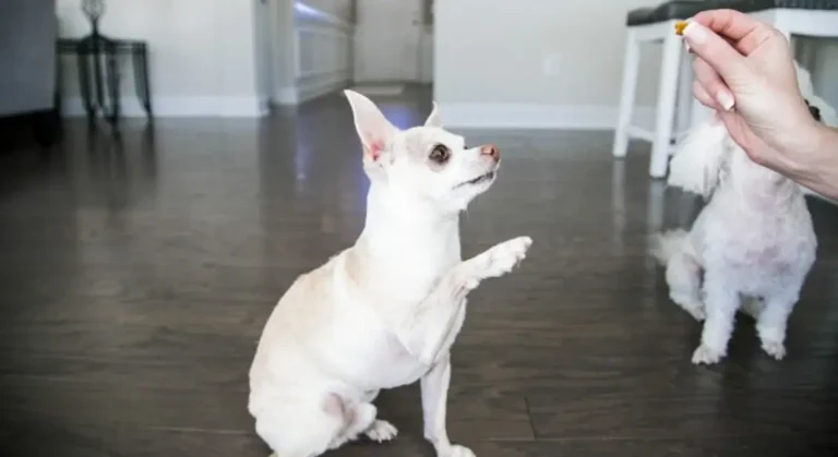 How to Show a Chihuahua Dominance How to Show a Chihuahua Dominance