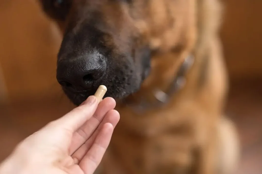 kratom for dogs