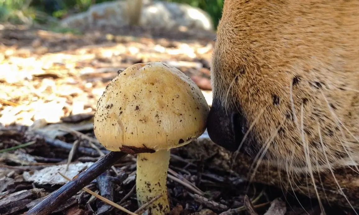 can dogs smell mushrooms?