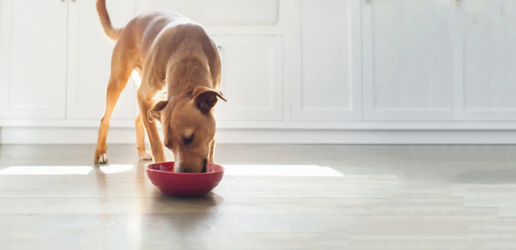 can dogs eat lychee?