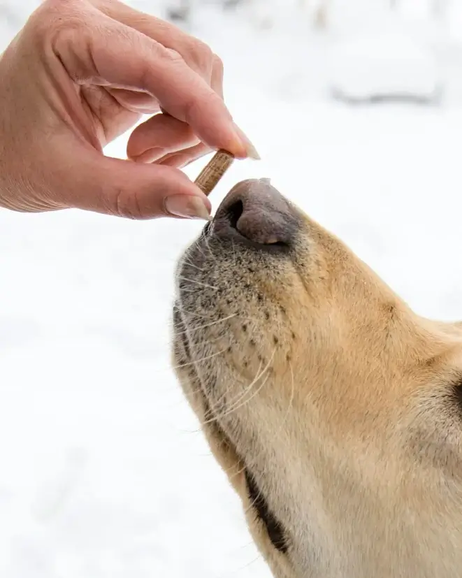 is Kratom safe for dogs?