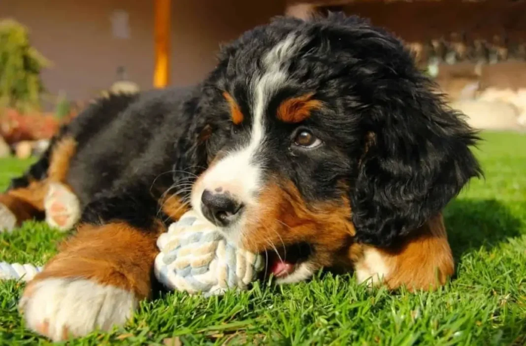 what is a miniature bernese mountain dog?