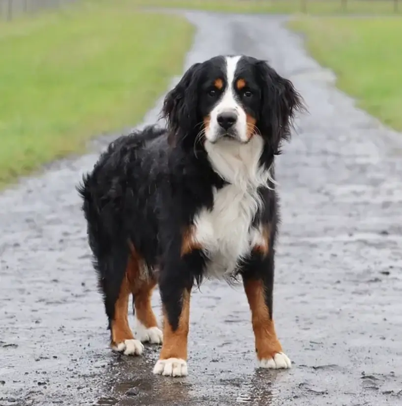 miniature bernese mountain dog