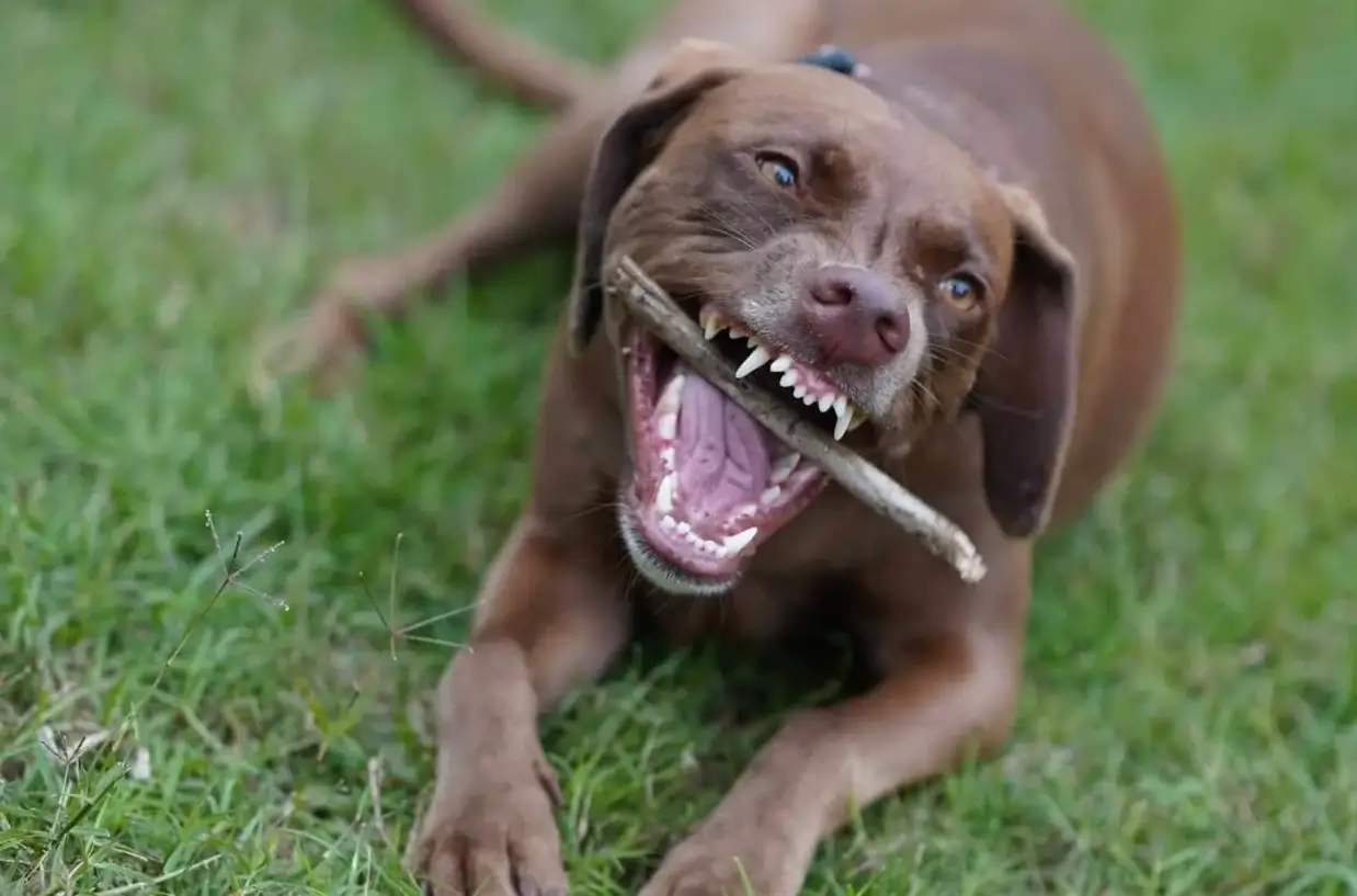 what is a weimaraner pitbull mix?