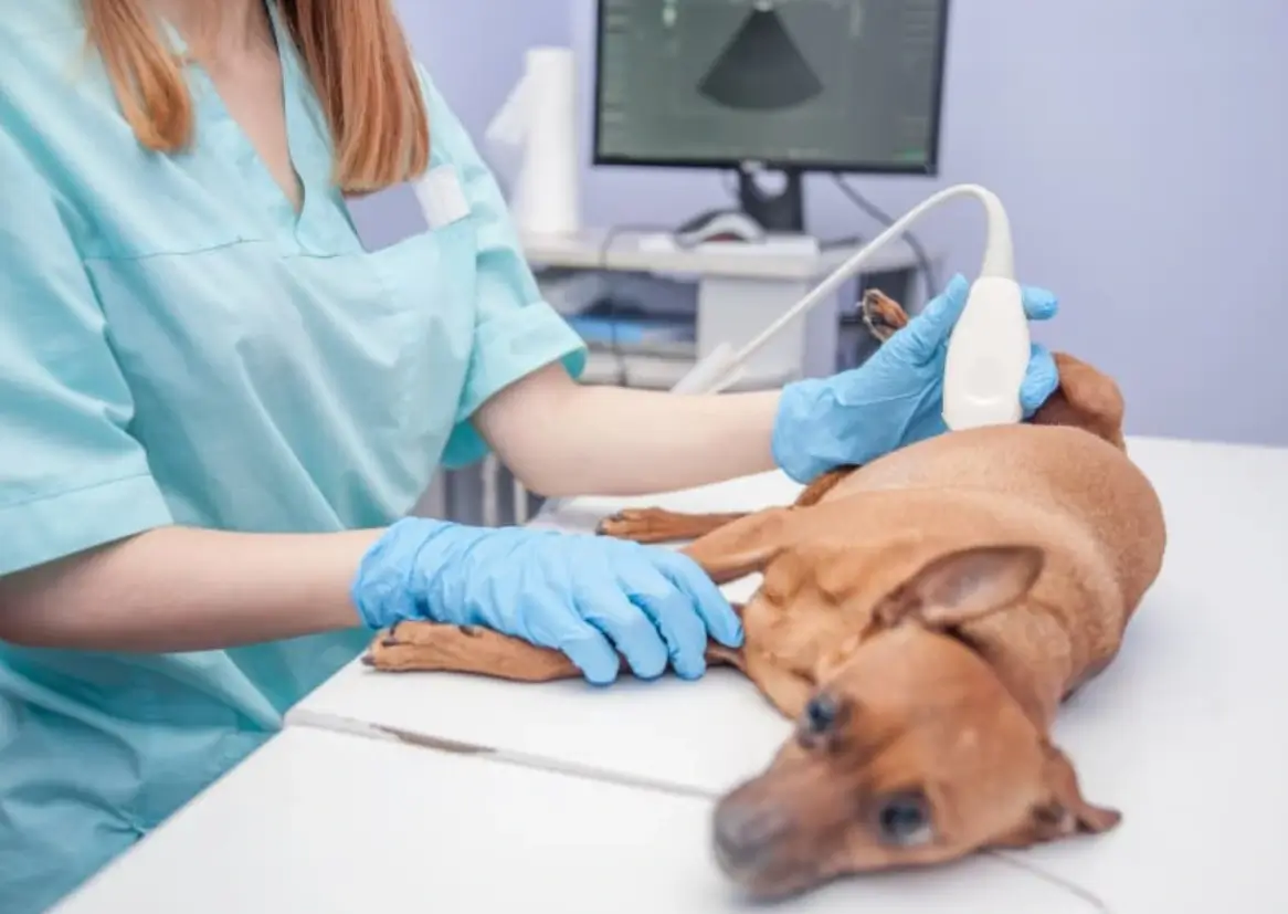 when to ultrasound a pregnant dog