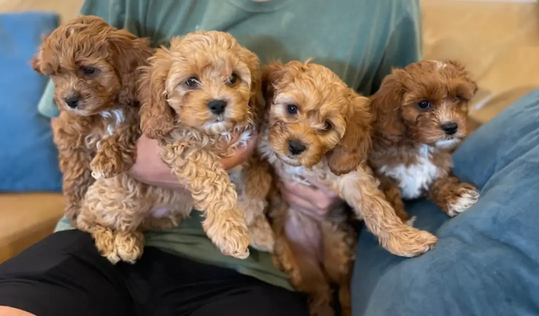 what is a Red Cavapoo?