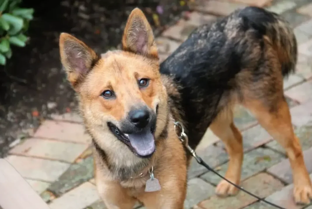 What does a Shiba Inu mix with German Shepherd look like?