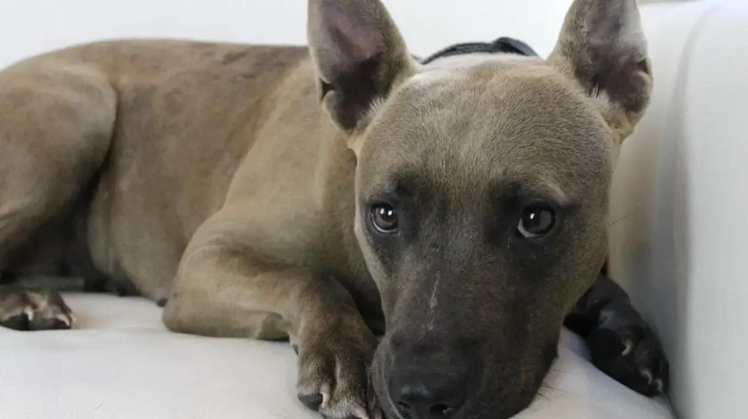 Belgian Malinois mixed with Pitbull