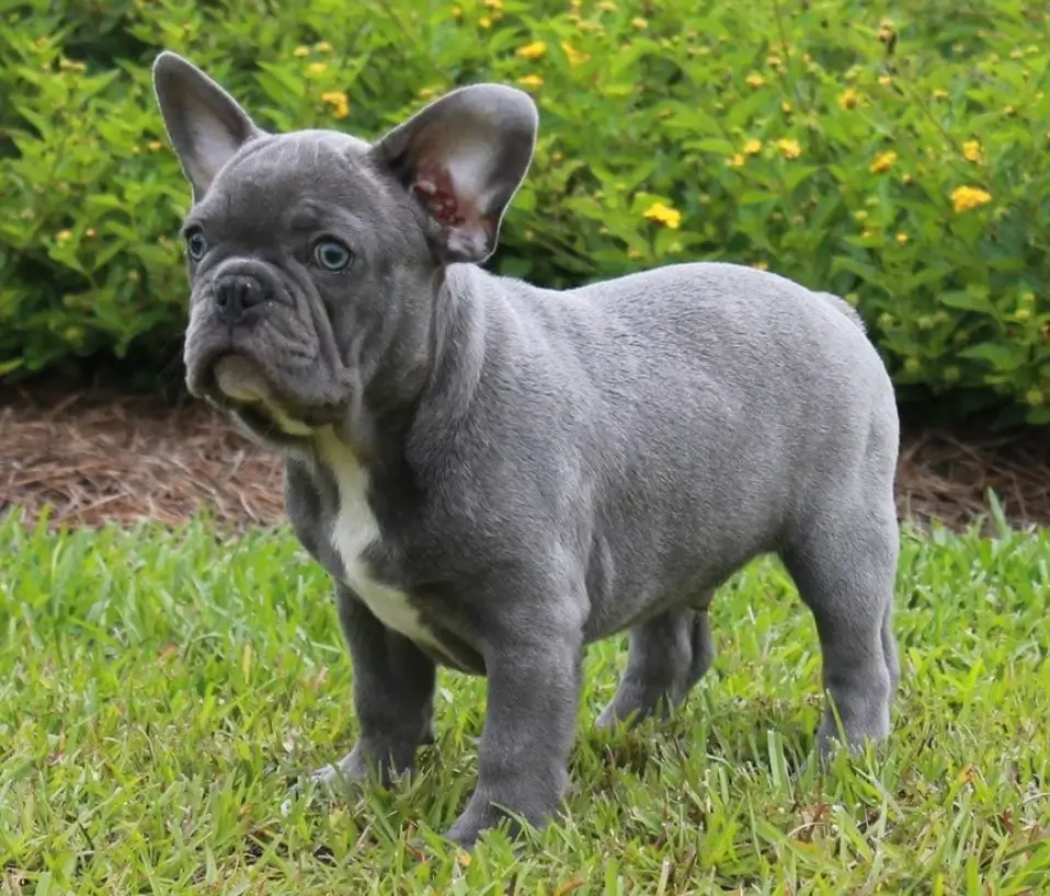 Blue Brindle Frenchie Puppy Price