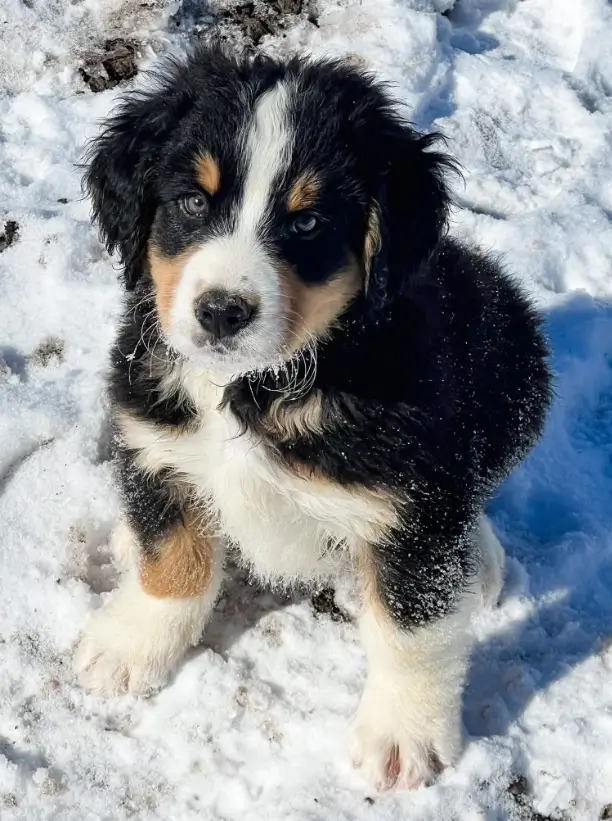 unfurnished bernedoodle puppy cost