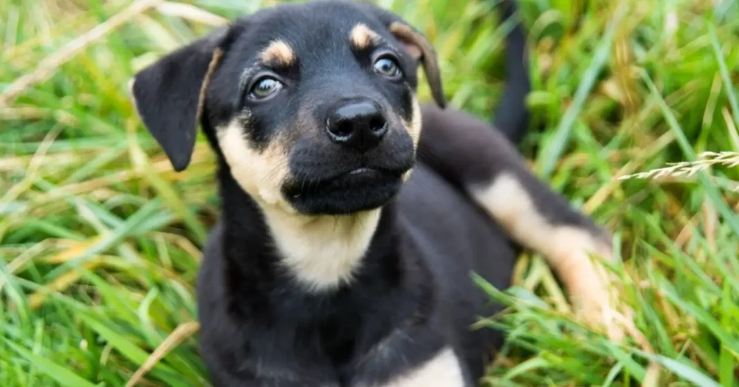 Doberman Corgi mix