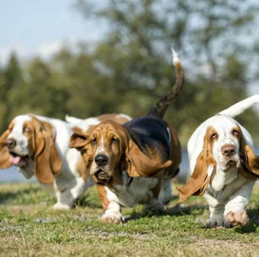 European Basset Hound