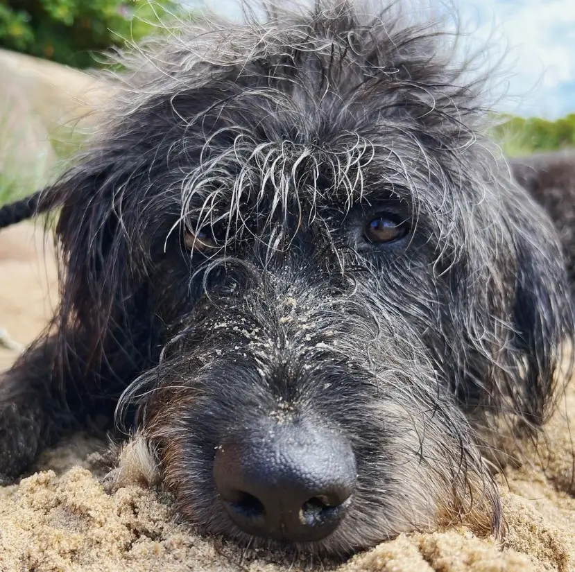 Goldendoodle and Husky Mix