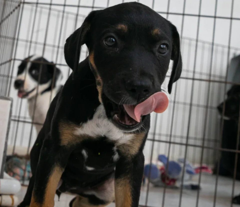 What is a Coconut Retriever Dog?