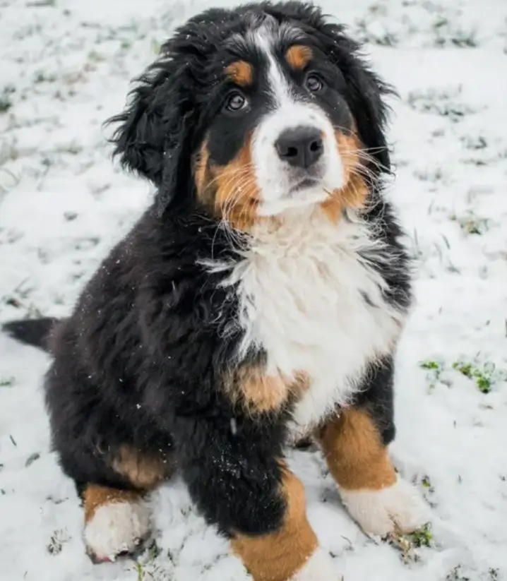 miniature bernese mountain dogs