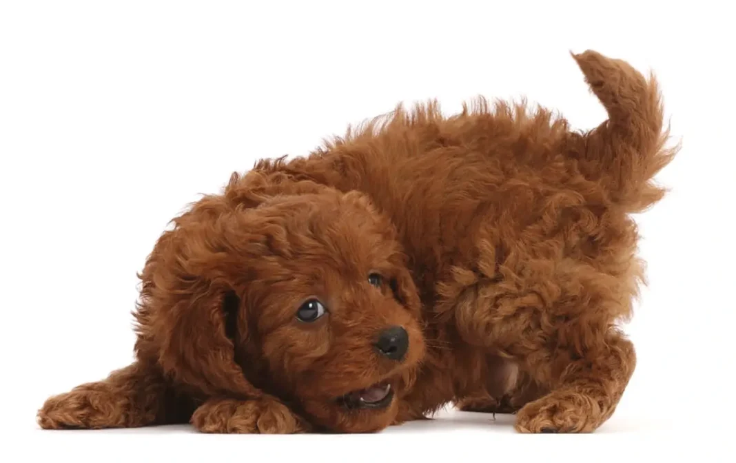 how much does a Red Cavapoo cost?