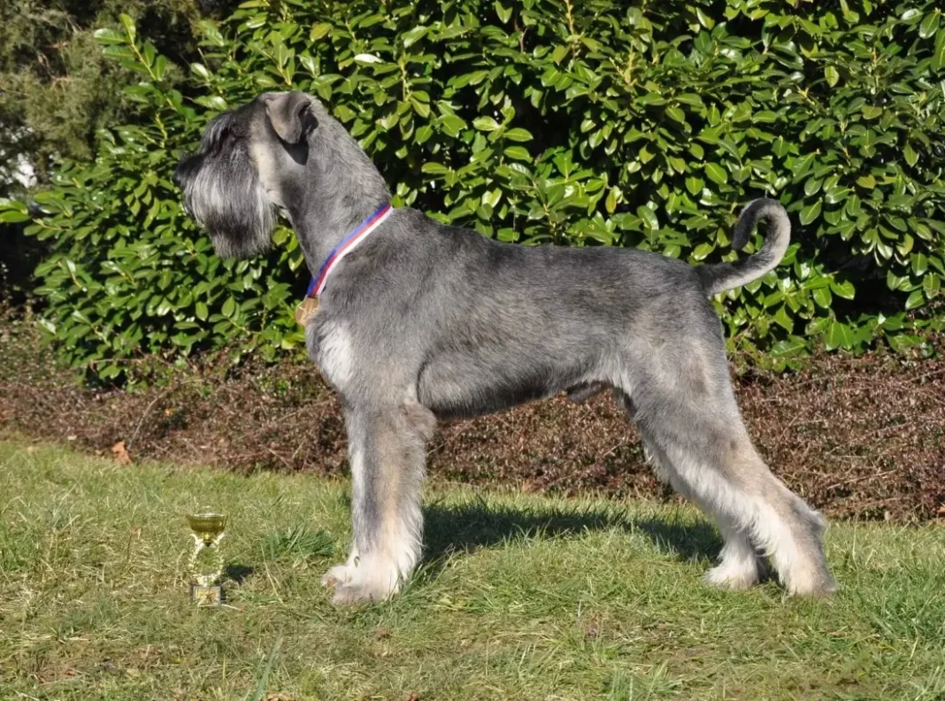 Salt and Pepper Giant schnauzer