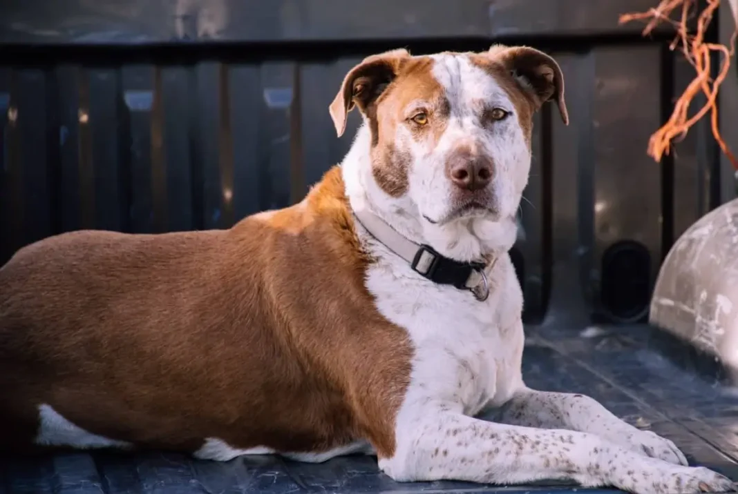 what does a weimaraner pitbull mix look like?