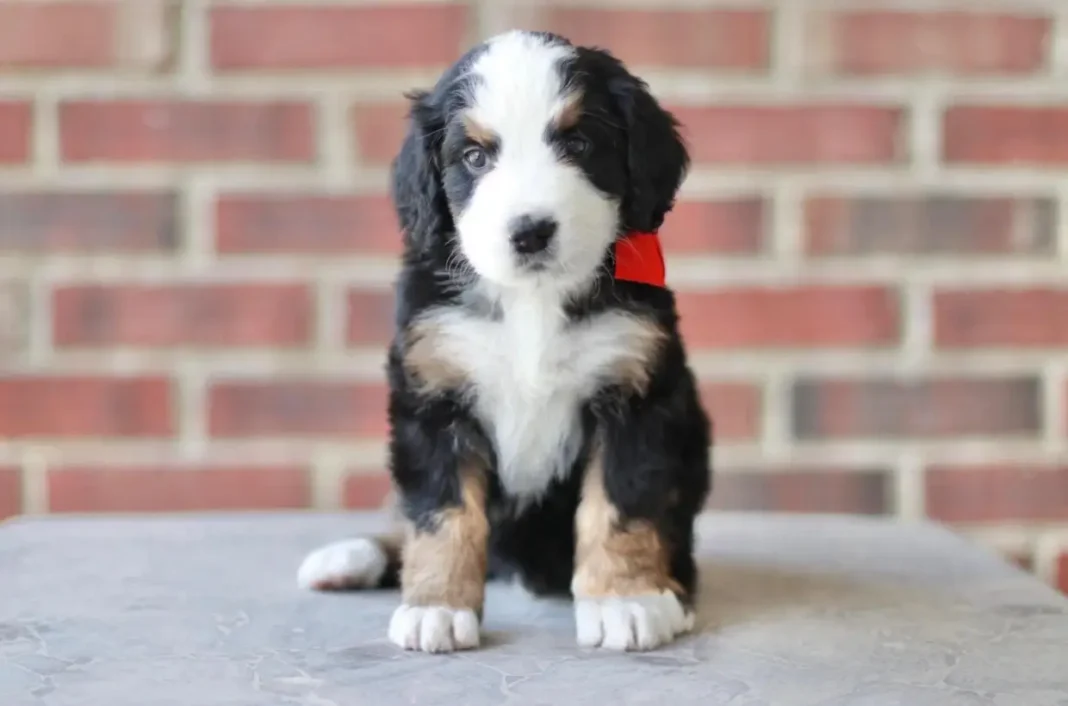 unfurnished bernedoodle