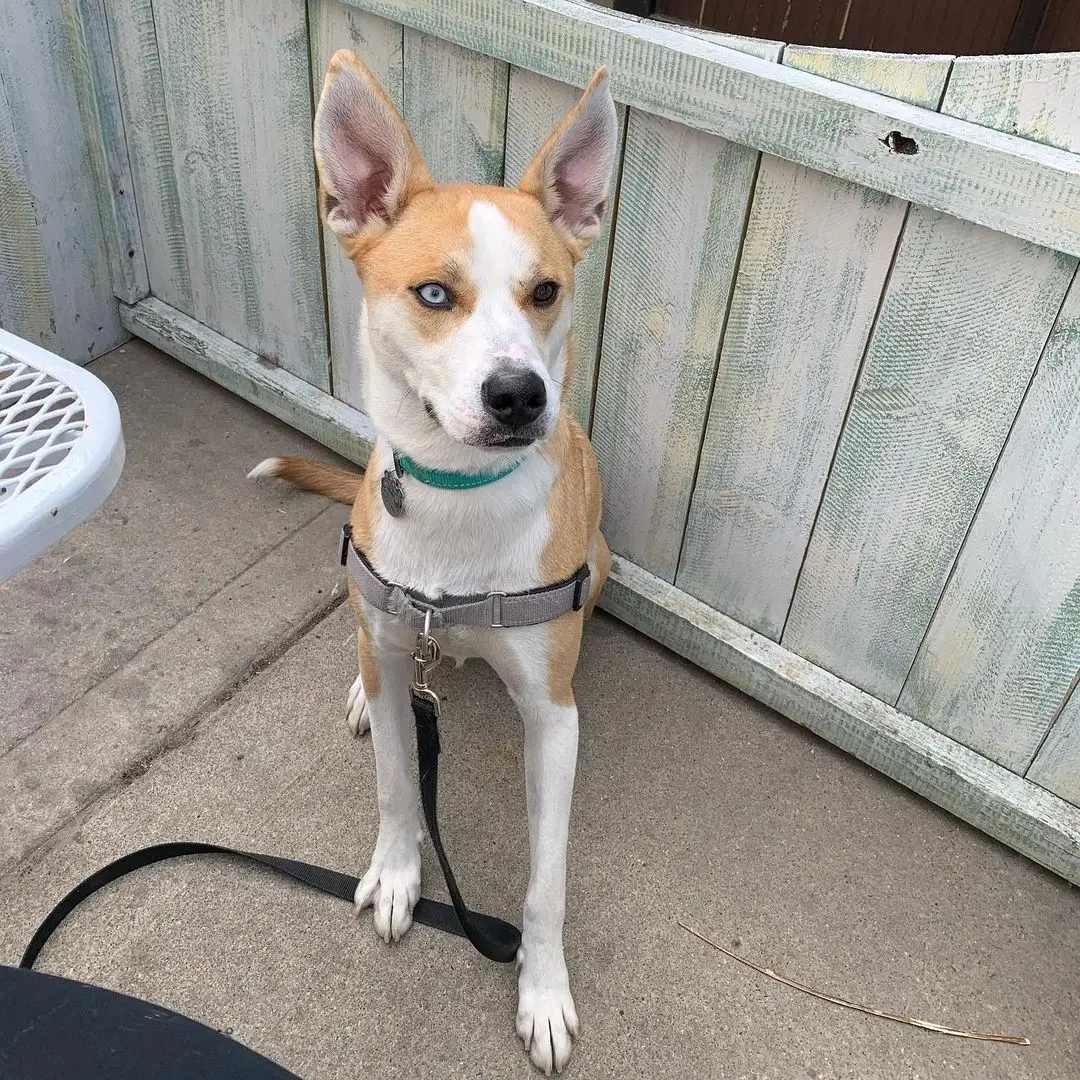 Basenji and Husky mix