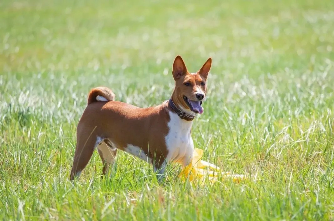Basenji Rat Terrier mix