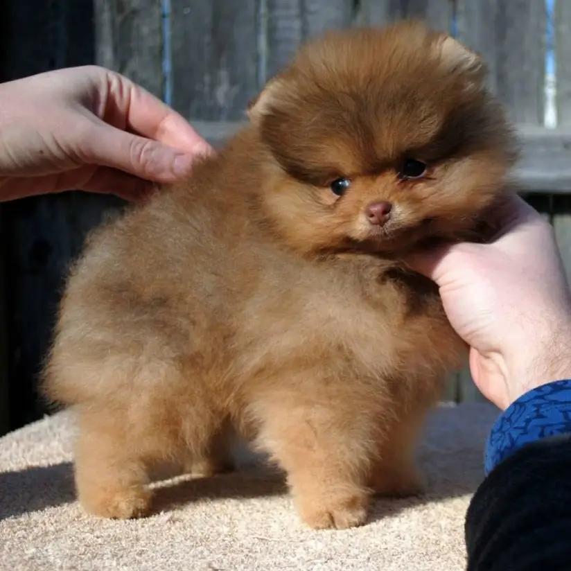 Beaver Pomeranian puppy