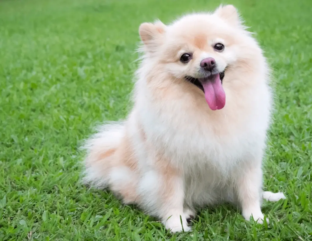 what is a Beaver Pomeranian
