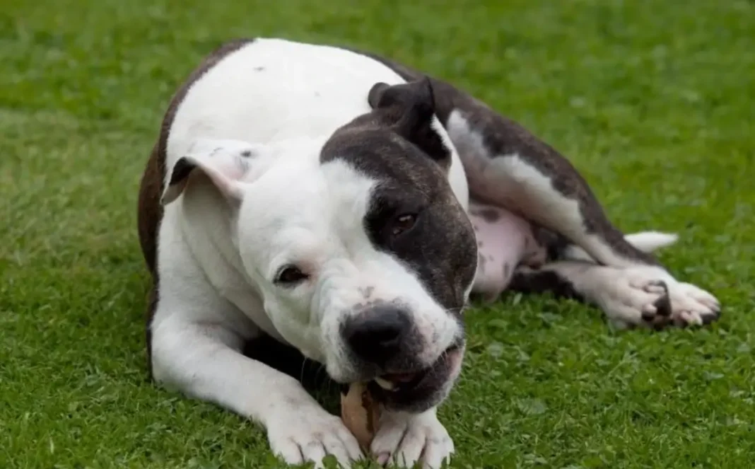 what is the Colby Pitbull bloodline