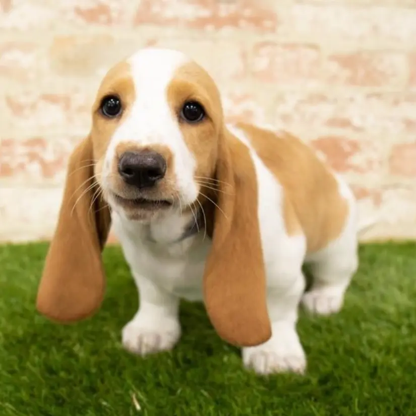 lemon basset hound puppies for sale