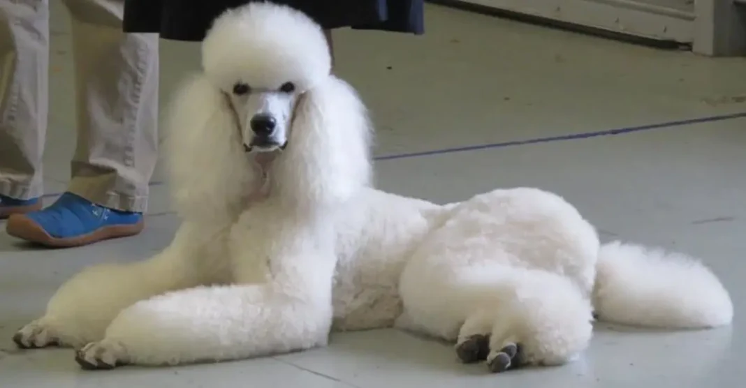 what is a White Standard Poodle?