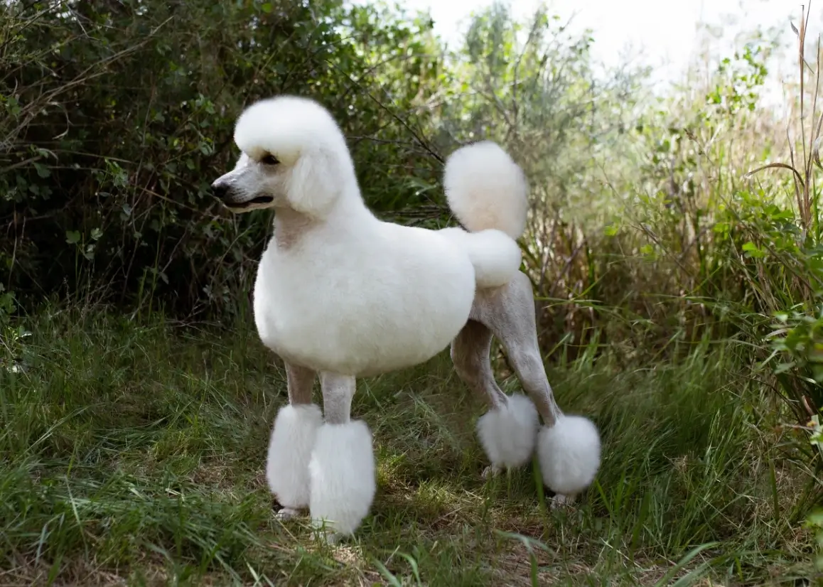 White standard Poodle care