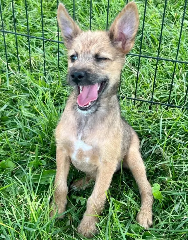 basenji poodle mix