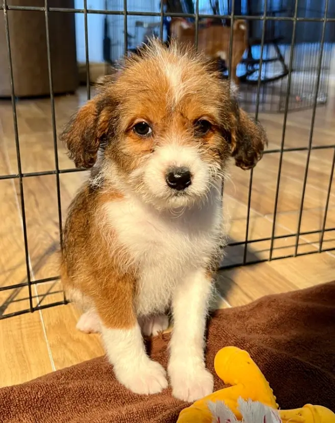 basenji mixed with poodle