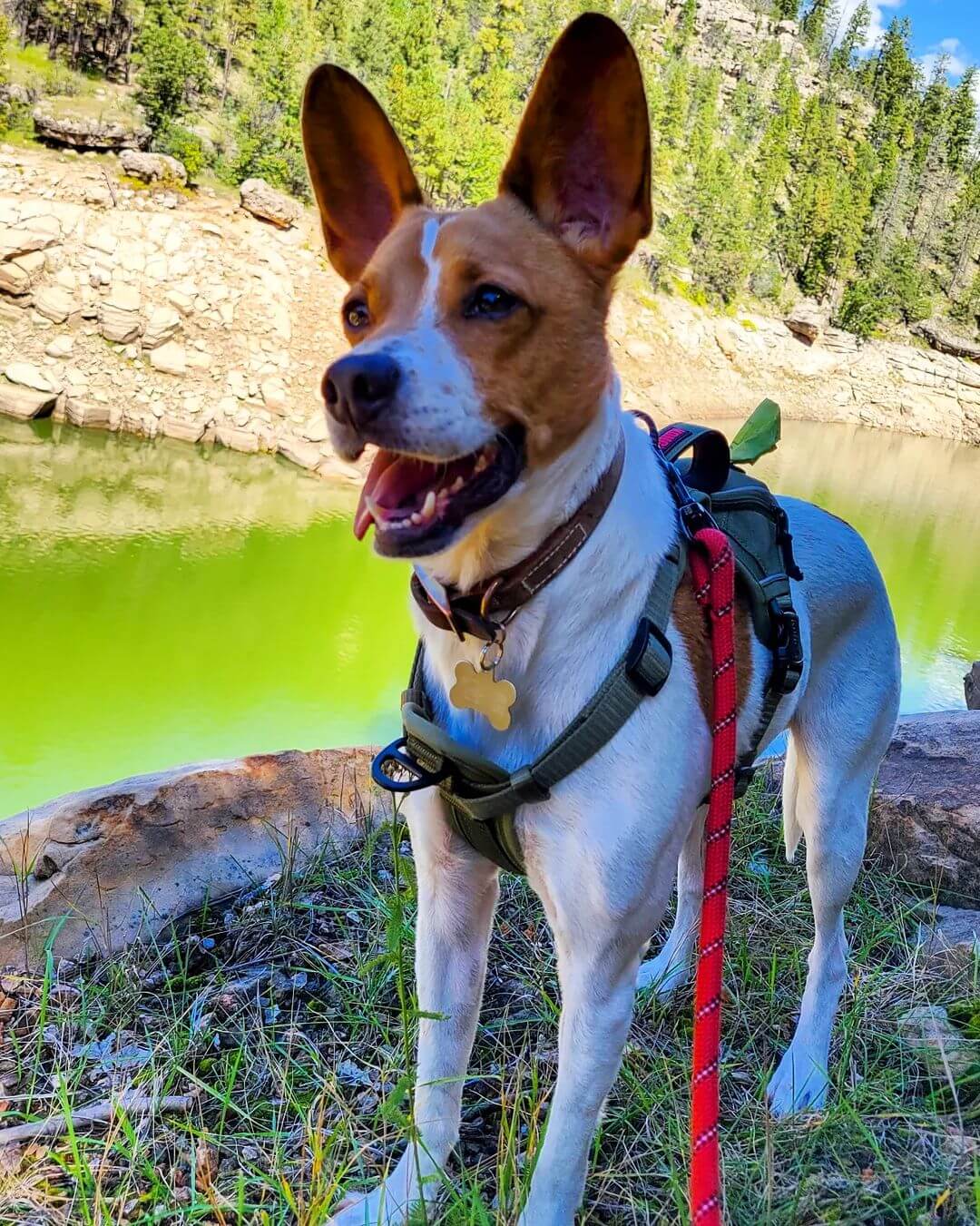 Basenji and Rat Terrier mix