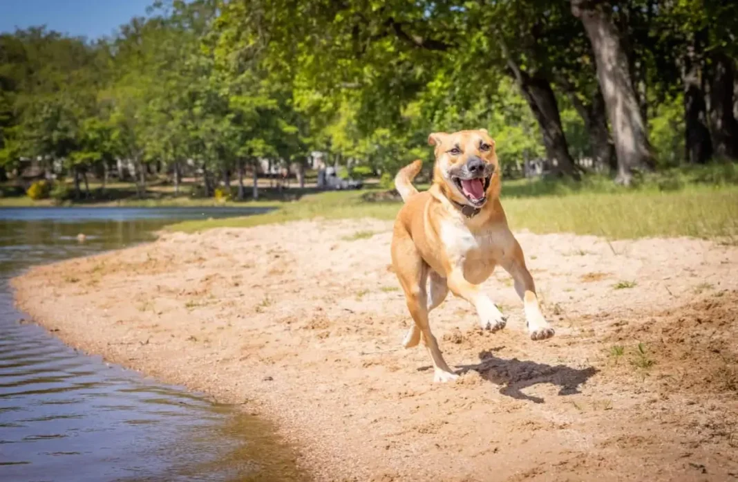 blackmouth cur and pitbull mix