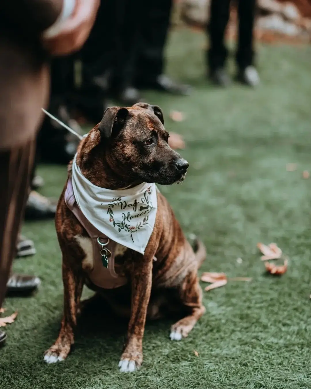 blackmouth cur and pit mix 