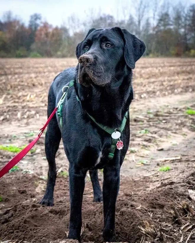 cane corso and golden retriever mix
