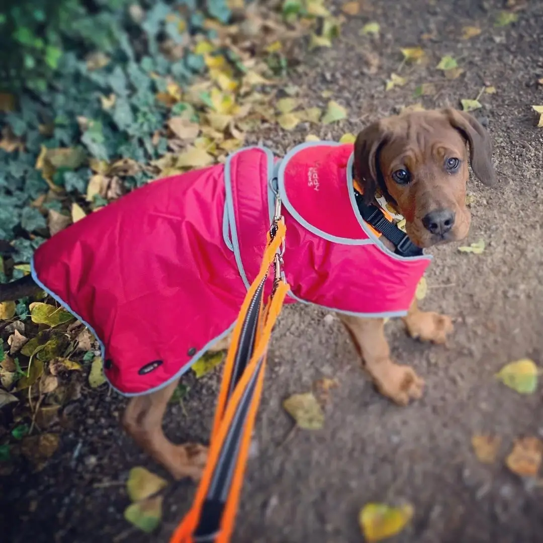 Doberman Mastiff mix