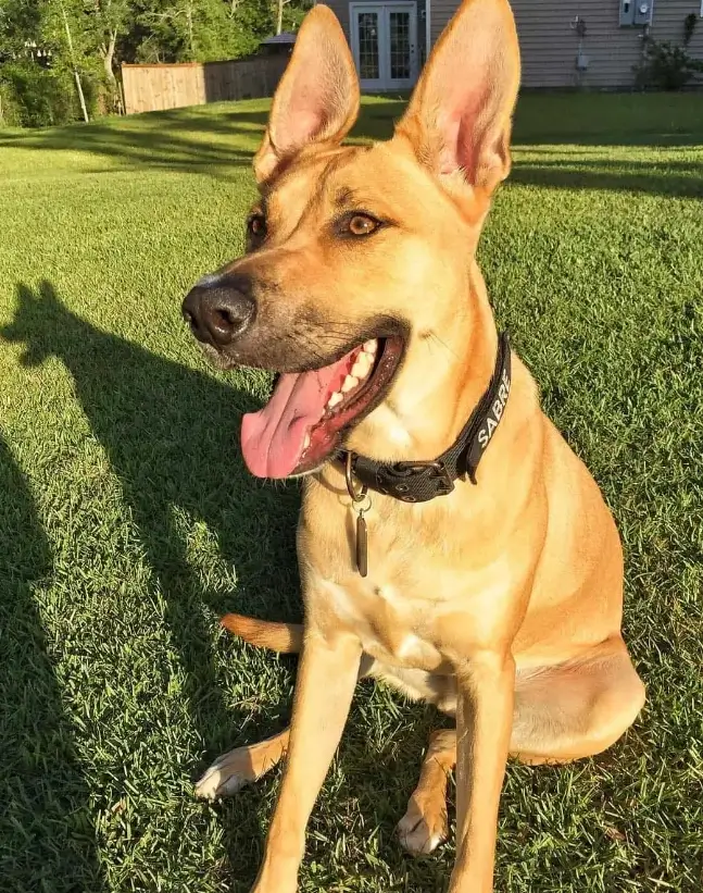 Great Dane Belgian Malinois mix