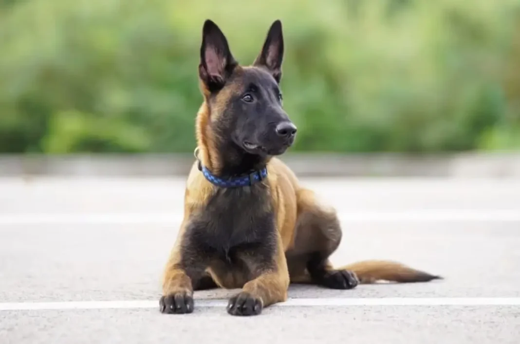Great Dane and Belgian Malinois mix