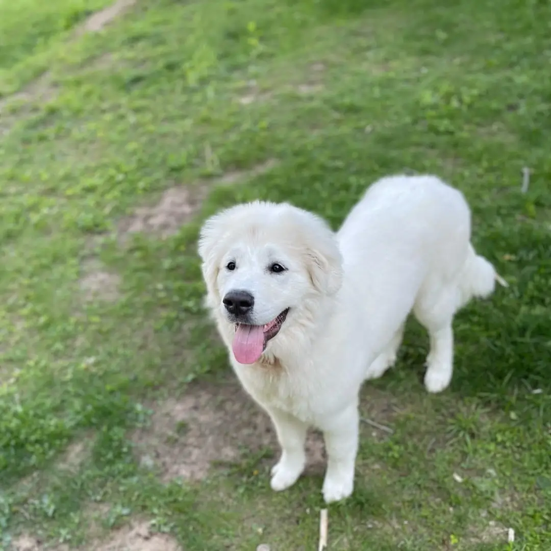 great pyrenees newfoundland mix