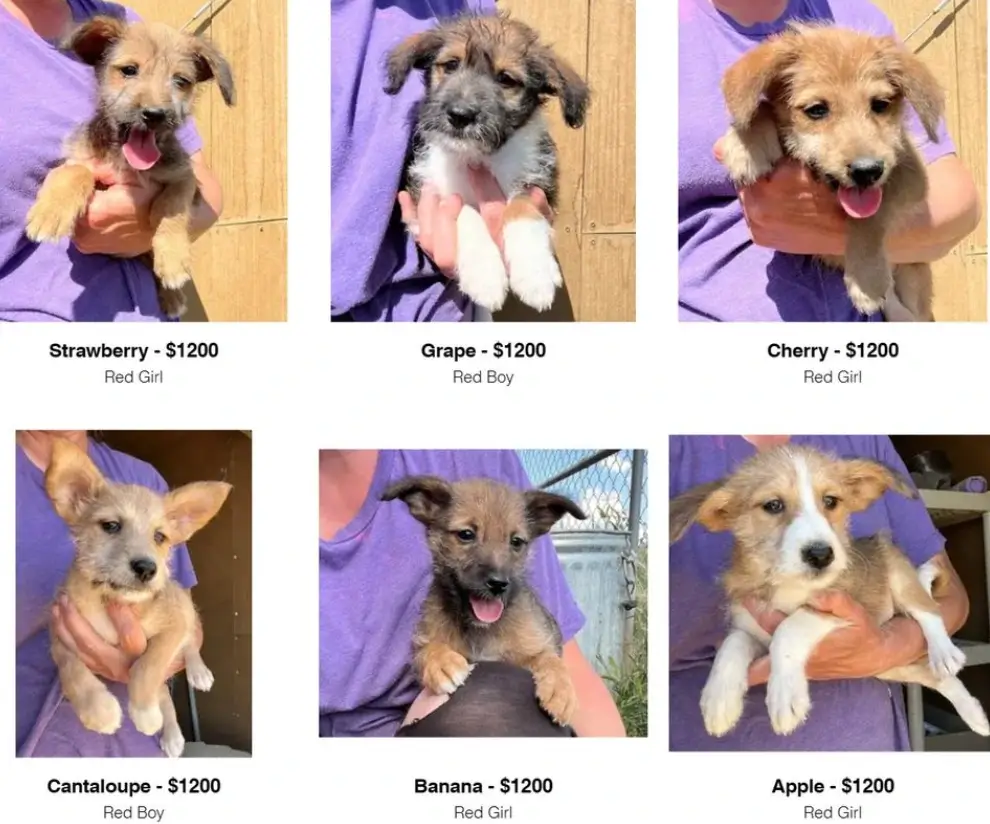 basenji poodle mix puppies for sale 