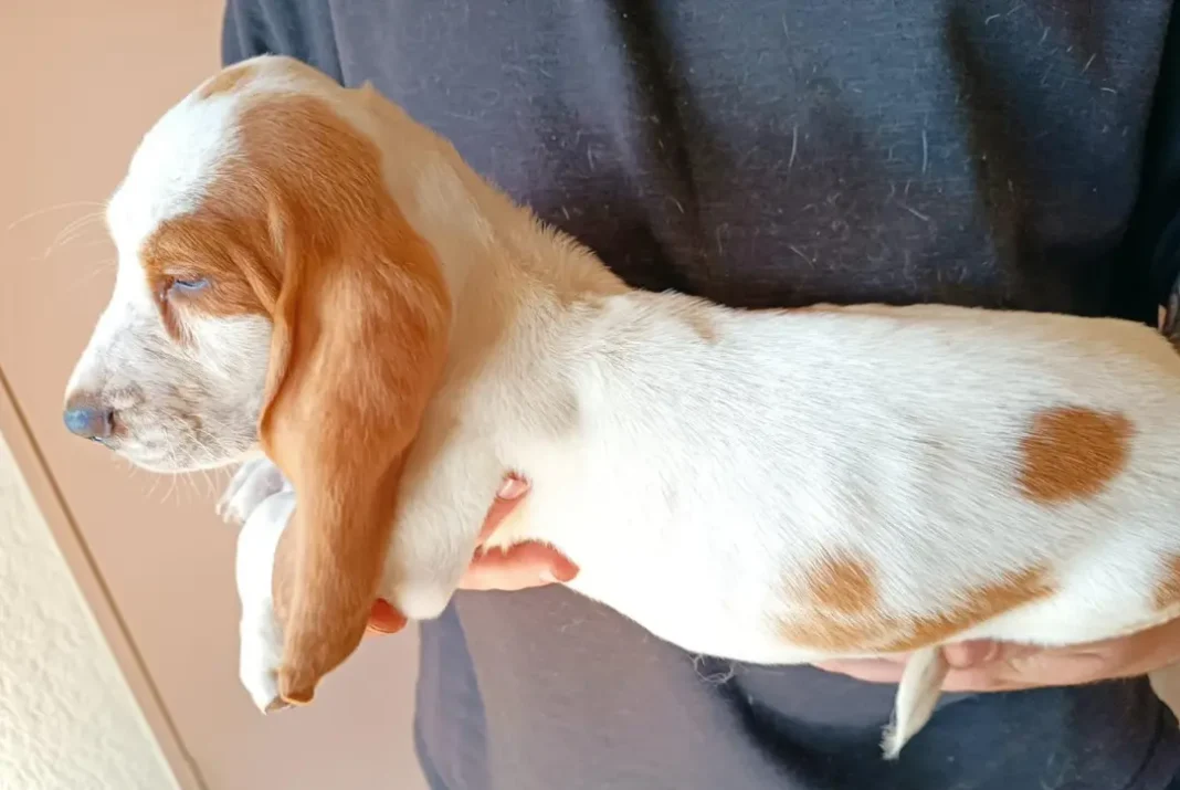what is a lemon basset hound