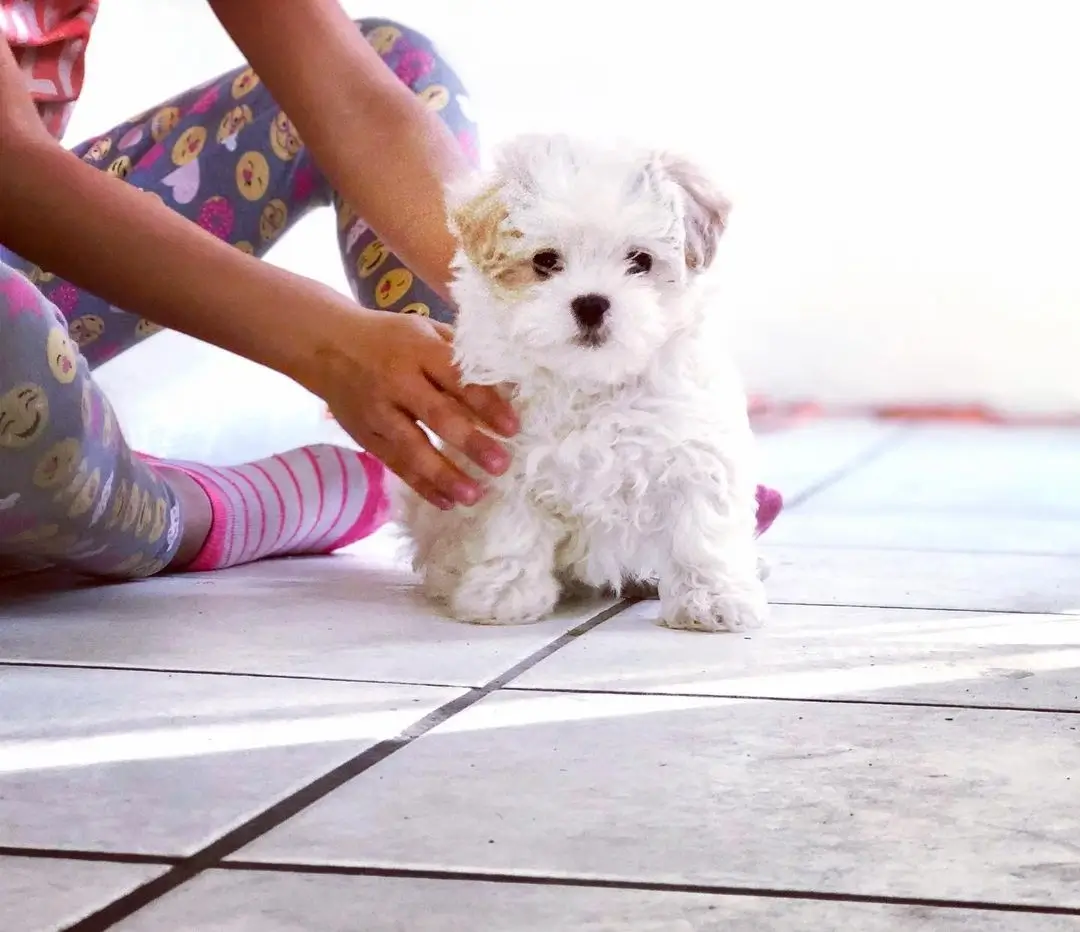 what is a malshipoo?