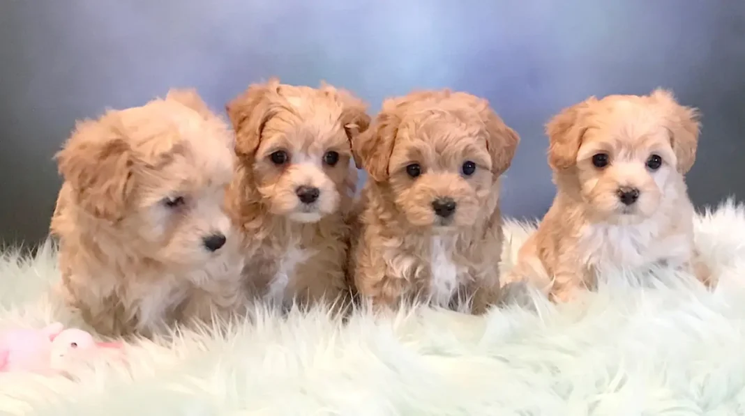 where to buy Malshipoo puppies