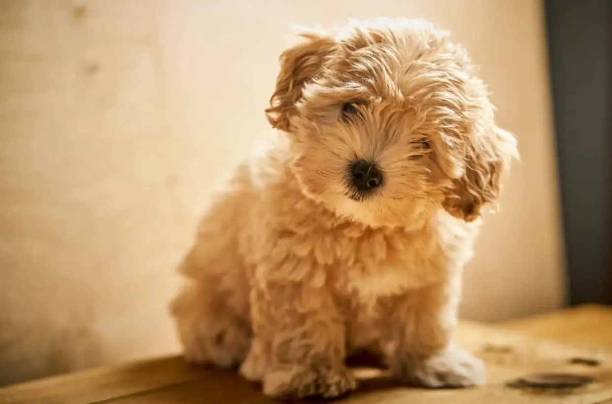 malshipoo puppies