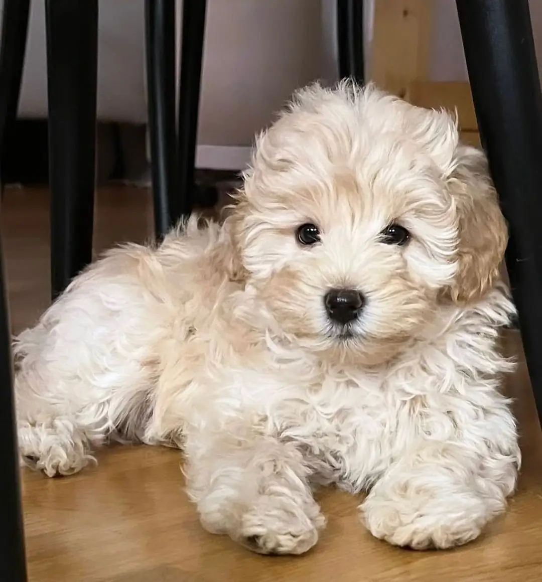 malshipoo dog