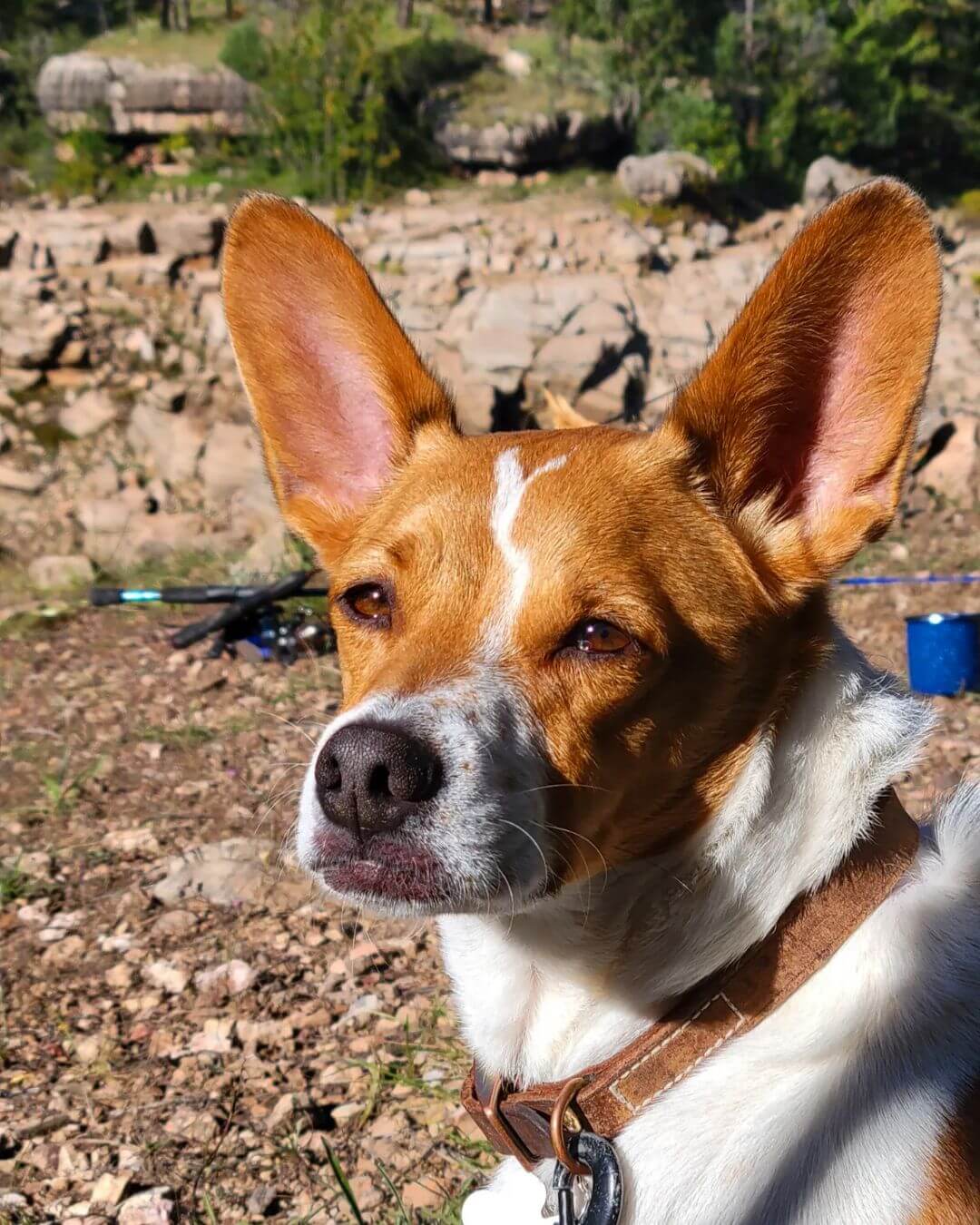 basenji rat terrier mix