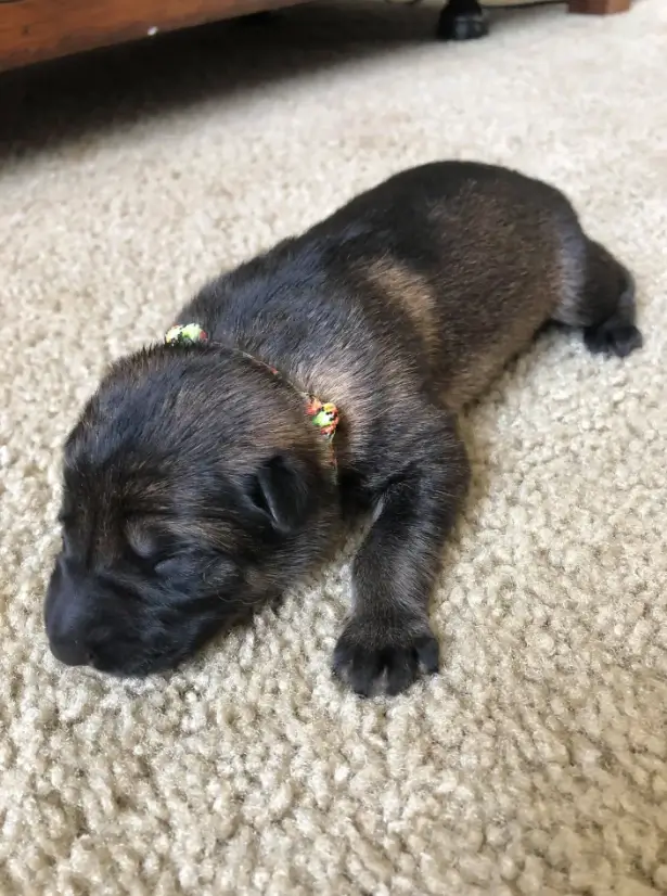 Sable German Shepherd Puppies